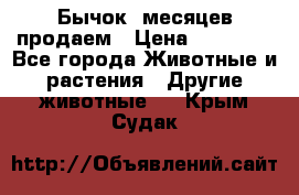 Бычок 6месяцев продаем › Цена ­ 20 000 - Все города Животные и растения » Другие животные   . Крым,Судак